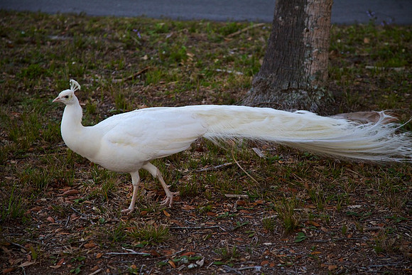 Albino Peacock