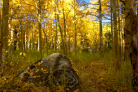 Golden Aspen Trail